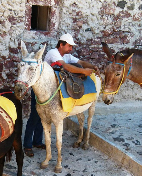 Donkeys, Santorini